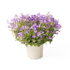 Fairy Tail -Campanula-